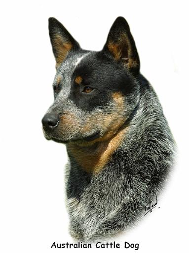 Australian Cattle Dog 9F061D-06_2.JPG